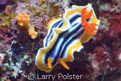 More Nudis in Wakatobi, D70s  by Larry Polster 